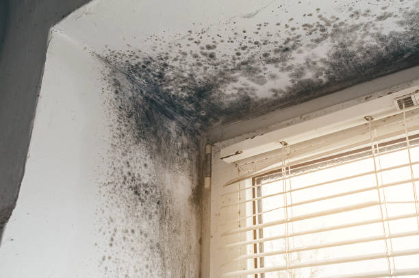 Affordable Bathroom Mold Removal solutions in Annandale, NJ
